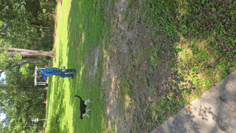 Best Video Of Walking With Charlie