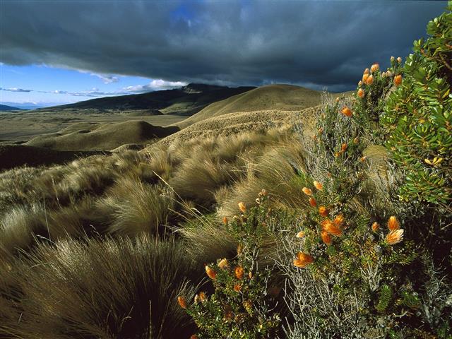 Cotopaxi National Park, Ecuador