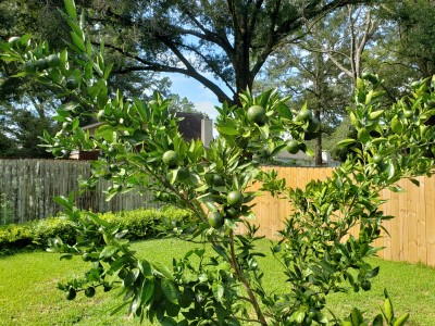 Green, Green Grass Of Home