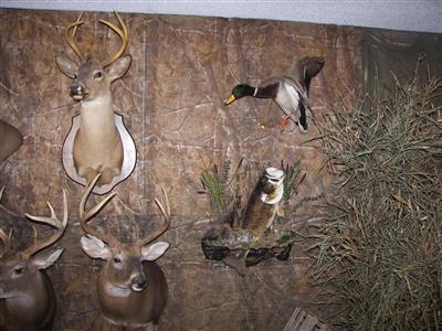 Wild Beast Feast 2013-08