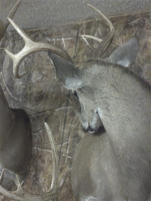 Wild Beast Feast 2013-11