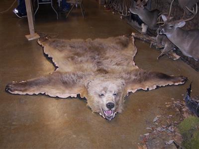 Wild Beast Feast 2013-15