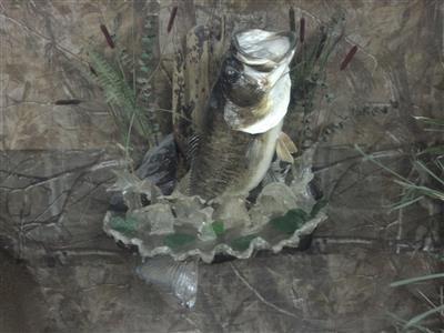 Wild Beast Feast 2013-16