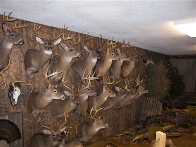 Wild Beast Feast 2013-18